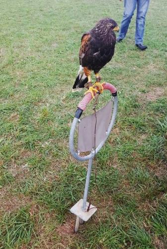 Havré 2016 - Rapace