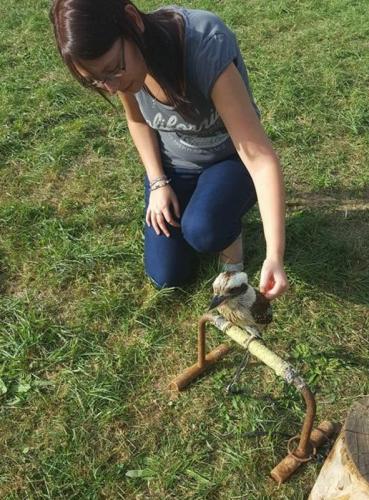 Havré 2016 - rapace - Laura et le martin-chasseur géant, aussi appelé kookaburra