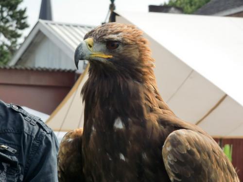 Havré 2016 - rapace - aigle royal des Pyrénées