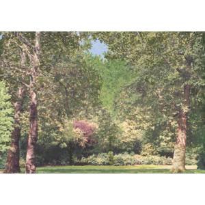 JG Miniatures - PW1 - Park woodland poster (25,4 cm X 35,56 cm)